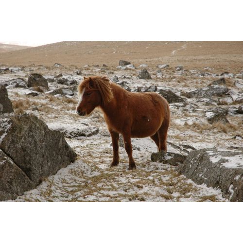 Dartmoor Midillisi Posteri 2