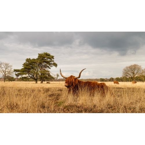 Highland Cows Delleboersterheide Poster The Highland Cows Delleboersterheide Poster features a stunning image of majestic