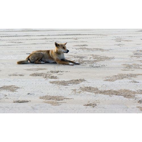 Dingo Yaban Köpeği Kirli Posteri