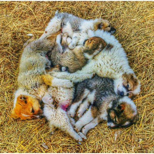 Dog Puppies Poster Dog Puppies Poster