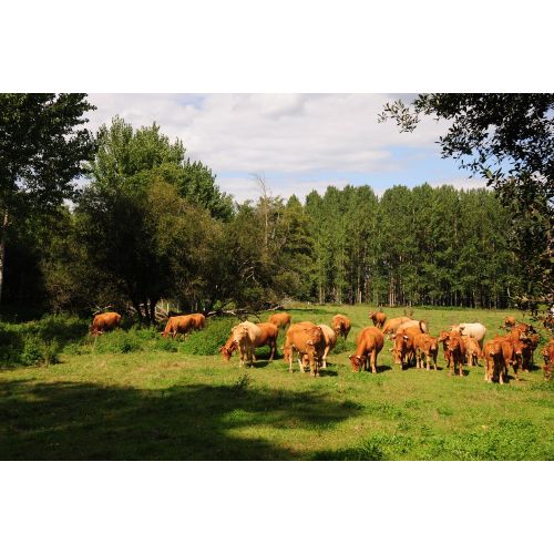 Dordogne Kahverengi İnek Posteri