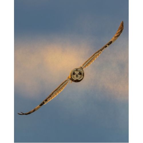 Uçan Baykuş Posteri Uçan Baykuş Posteri