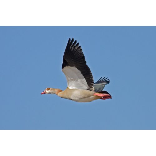 Egyptian Goose Poster Egyptian Goose Poster