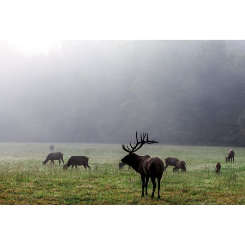 Elk Poster Elk Poster
