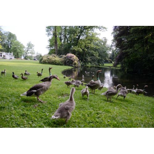 Pleasant Young Geese Poster