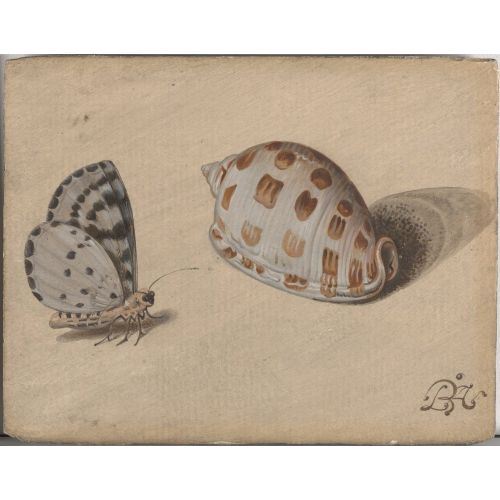 Sea Shell And Butterfly Poster Sea Shell And Butterfly Poster