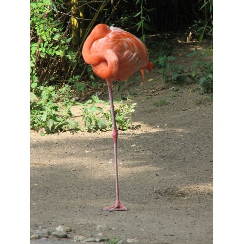 Flamingo Poster Flamingo Poster