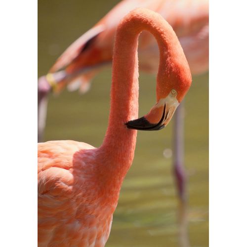 Flamingo Editing Feathers Poster Flamingo Editing Feathers Poster
