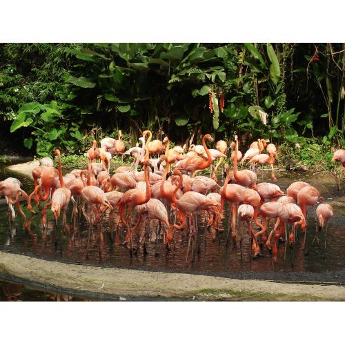 Flamingo Singapore Zoo Poster
