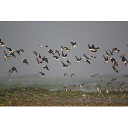 Flock Of Birds Poster Flock Of Birds Poster