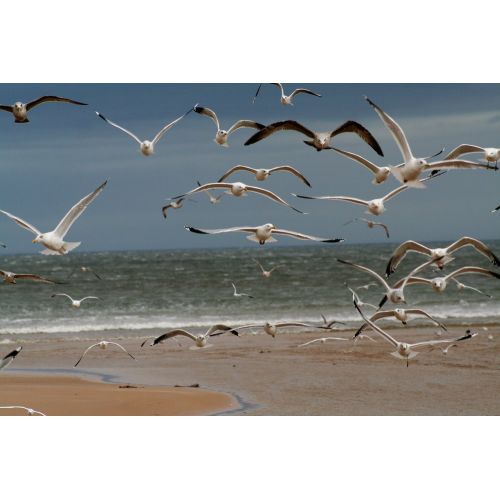 Flock Of Gulls Poster Flock Of Gulls Poster