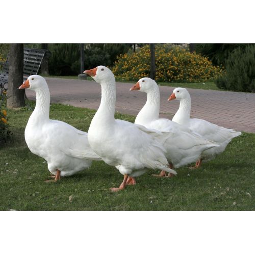 Four White Goose Poster