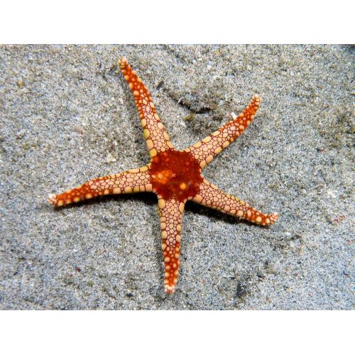 Seastar Fromia Monilis Poster