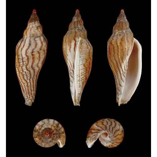 Sea Shell Fulgoraria Rupestris Poster