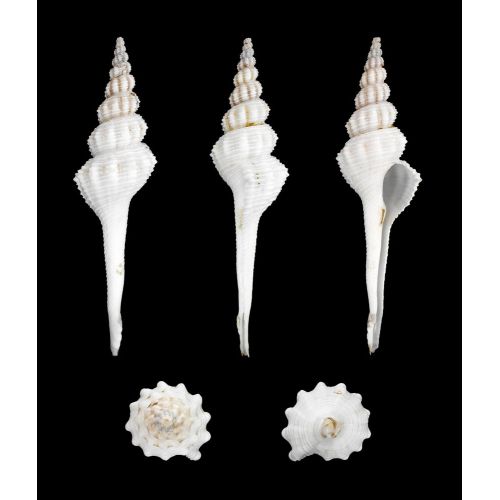 Sea Shell Fusinus Forceps Poster