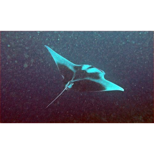 Ghost Stingray Giant Manta Birostris Poster The Ghost Stingray Giant Manta Birostris Poster features a stunning image of this