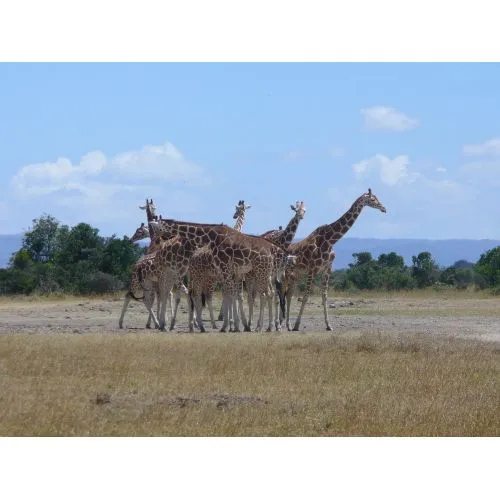 Zürafa Sürüsü Kenya Posteri Zürafa Sürüsü Kenya Posteri, Afrika savanlarında yaşayan zürafaları içerir. Zürafalar
