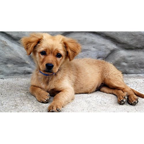 Yavru Golden Retriever Posteri Yavru Golden Retriever Posteri