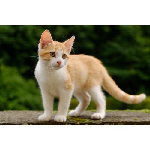 Kedi Yavrusu Tekir Posteri Kedi Yavrusu Tekir Posteri