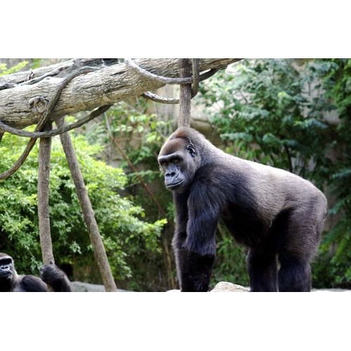 Gorilla Poster Gorilla Poster features a stunning high-resolution image of a majestic gorilla. The poster is available for
