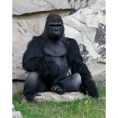 Gorilla Poster Gorilla Poster features a stunning image of a majestic gorilla on sale in canvas prints or high-resolution digital