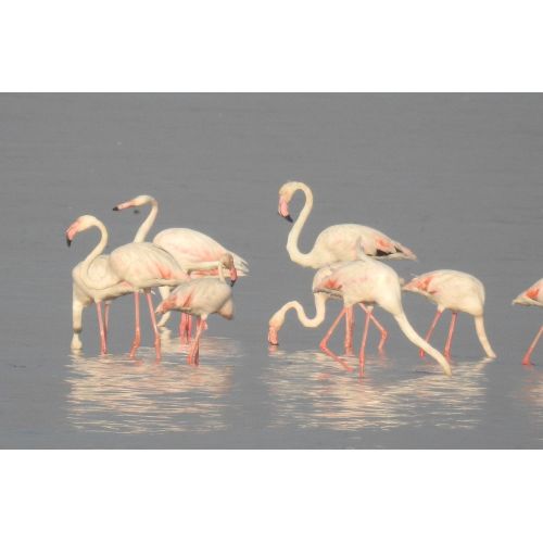Büyük Flamingo Posteri Büyük Flamingo Posteri