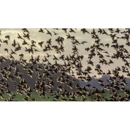 Sığırcık Sürüsü Posteri Sığırcık Sürüsü Posteri