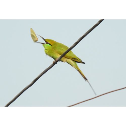 Green Bee Eater Poster The Green Bee Eater Poster features a vibrant image of the colorful bird in flight. The poster is