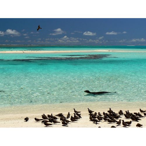 Monk Seal Poster Monk Seal Poster