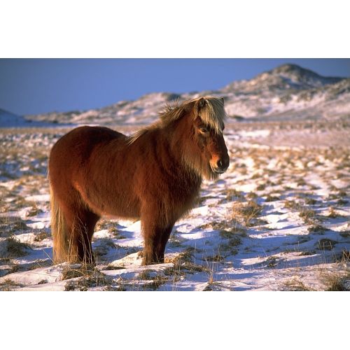 The Icelandic Horse Poster The Icelandic Horse Poster