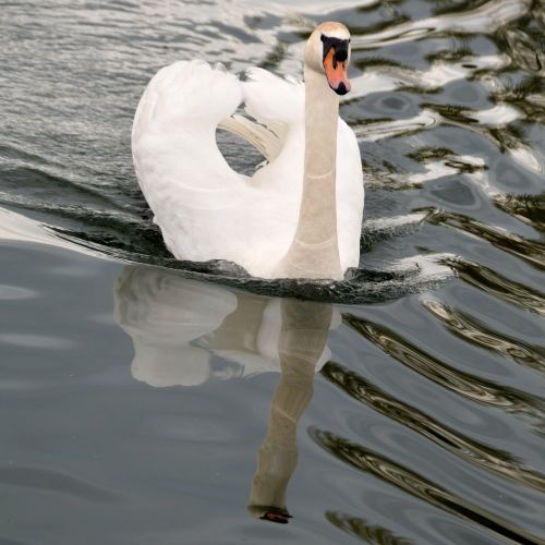 Swan Poster