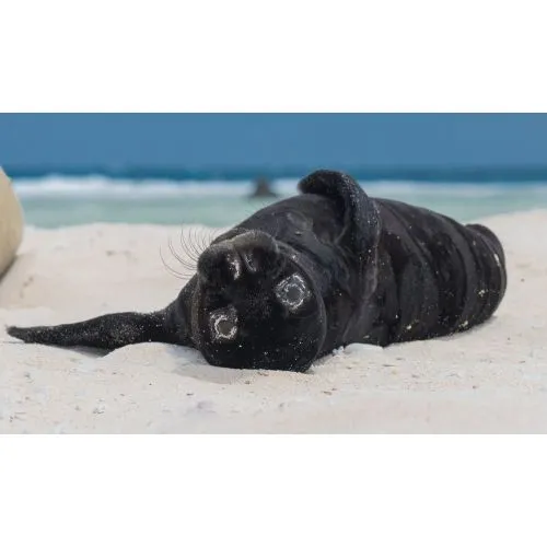 Monk Seal Poster The Monk Seal Poster features a stunning image of the endangered monk seal, known for their distinctive playful