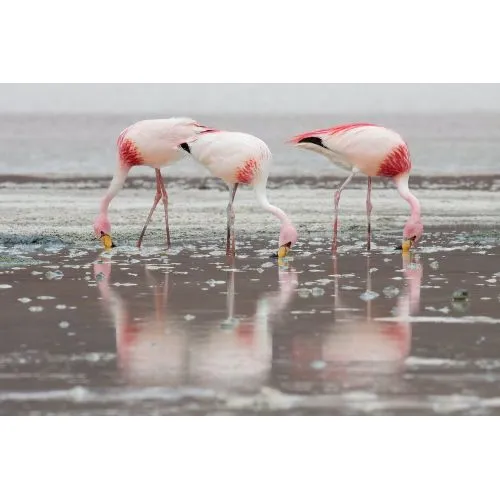 Jamess Flamingo Poster Jamess Flamingo Poster features a vibrant and colorful illustration of a flamingo in its natural
