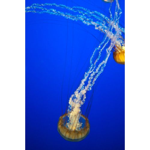 Jellyfish Poster