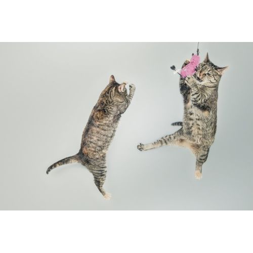 Cat Cute Jumping Poster Cat Cute Jumping Poster