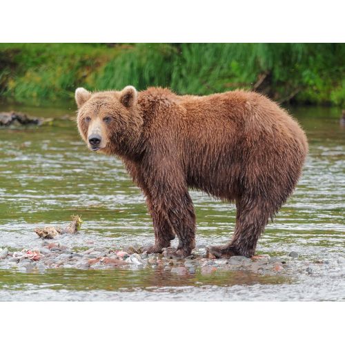 Brown Bear Poster Brown Bear Poster