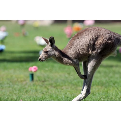 Kanguru Goulburn Posteri Kanguru Goulburn, Avustralyaya özgü bir kanguru türüdür. Bu tür genellikle Goulburn bölgesinde