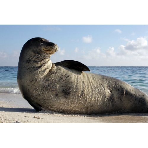 Monk Seal Poster Monk Seal Poster
