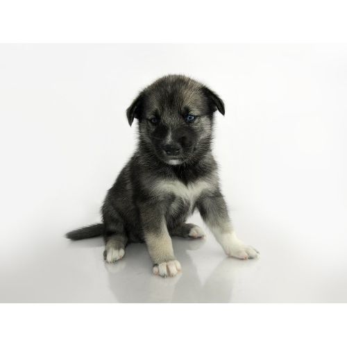 Yavru Keeshond Posteri Yavru Keeshond Posteri