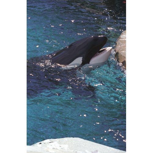 Whale Killer Poster Whale Killer Poster