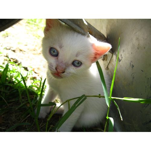 Kedi Yavrusu Posteri