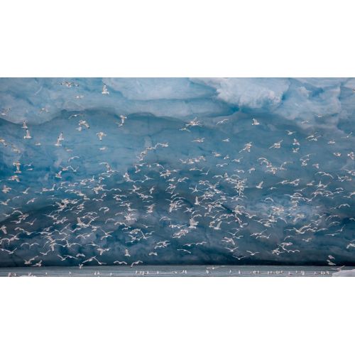 Black-Legged Gull Flock Poster Black-Legged Gull Flock Poster