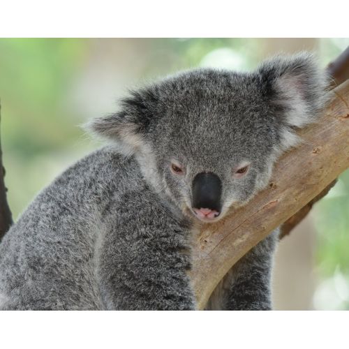 Koala Posteri Koala Posteri