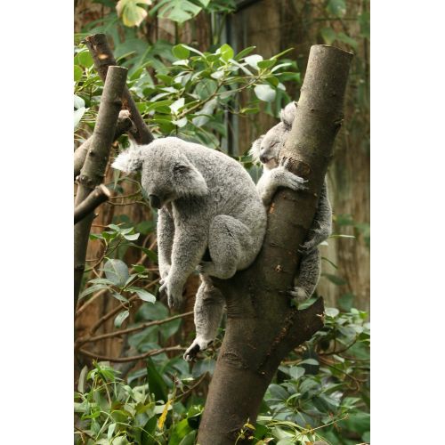 Koala Posteri Koala Posteri