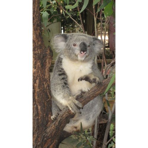 Koala Posteri