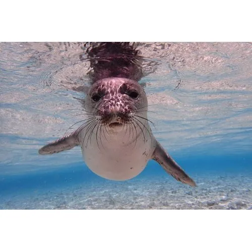 Monk Seal Poster The Monk Seal Poster captures the beauty of these endangered marine mammals with its stunning design. The poster