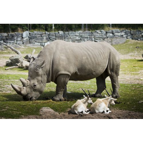 Rhino Poster Rhino Poster