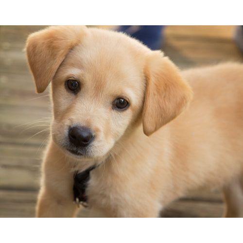 Puppy Poster
