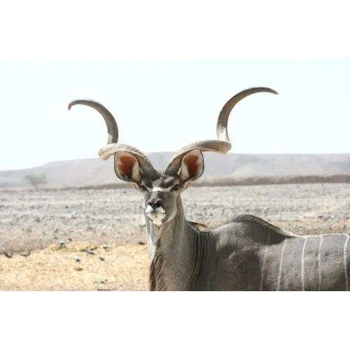 Büyük Kudu Posteri Büyük Kudu Posteri, büyük boynuzları ve beyaz bantlarıyla tanınan Afrikanın antilop türlerinden