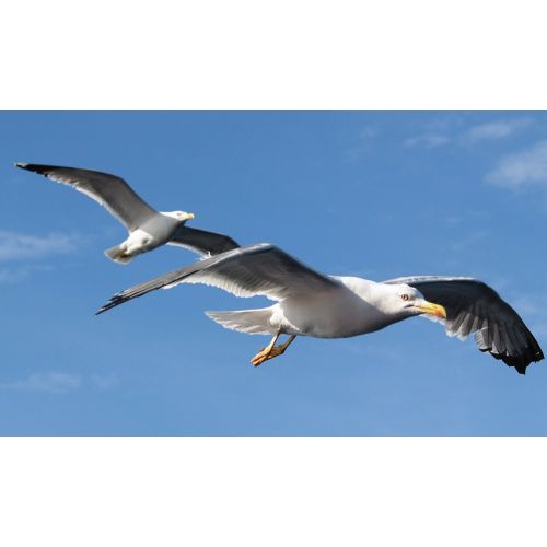 Yellow-Legged Gull Poster Yellow-Legged Gull Poster
